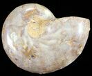 Sliced, Agatized Ammonite Fossil (Half) - Jurassic #54055-1
